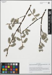 Foto von Salix caprea L.